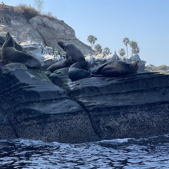 La Jolla Kayak - Sea lions - Tours Near Me - La Jolla, California La Jolla Kayak - Sea lions - Tours Near Me - La Jolla, California