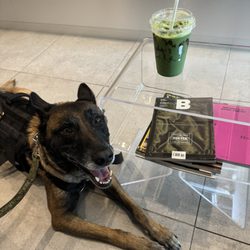 SuperBolt Lab - Matcha with a service dog