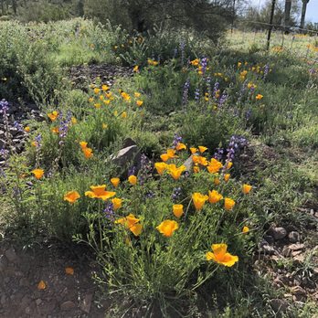 Picacho Peak State Park - Along the trail - Parks Near Me
