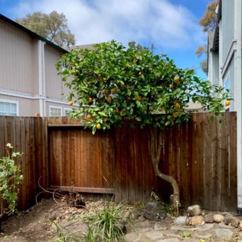 KEVIN G - Lemon tree shaping - Tree Services Near Me - Sebastopol, California KEVIN G - Lemon tree shaping - Tree Services Near Me - Sebastopol, California