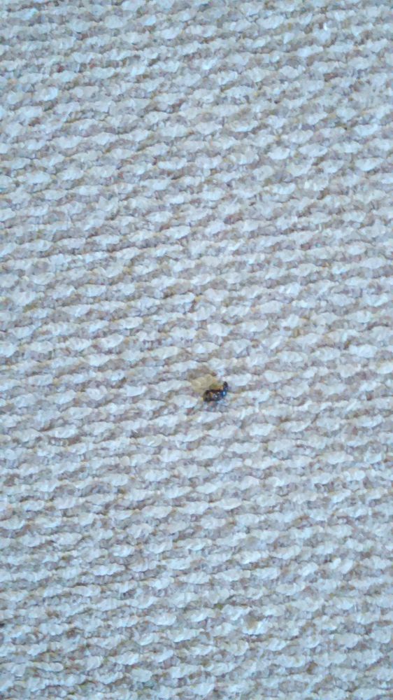 SCOTTISH INN Updated October 2024 5370 State Rt 233, Westmoreland