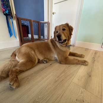 Pawsitive Vibes - Pet Groomers Near Me - Newbury Park, California