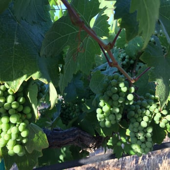 Ponte Winery - Wineries Near Me - Temecula, California
