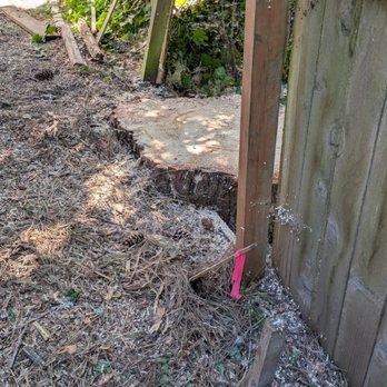 Evergreen Tree Services - Stump taken down very low to the ground - Tree Services Near Me - Tigard, Oregon Evergreen Tree Services - Stump taken down very low to the ground - Tree Services Near Me - Tigard, Oregon