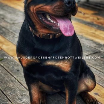 Haus Der Grossen Pfoten Rottweilers - Rottweiler - Pet Breeders Near Me Haus Der Grossen Pfoten Rottweilers - Rottweiler - Pet Breeders Near Me
