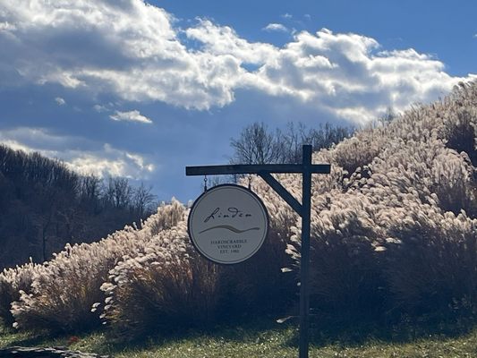 Linden Vineyards by null