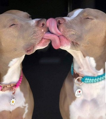 Pitterpatter K9 Akadamy