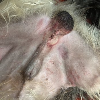 Longevity Veterinary Center - Bruising razor cuts irritation - Veterinarians Near Me - Whippany, New Jersey