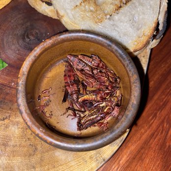 Alux Restaurant - Crickets - Mexican Near Me - Playa del Carmen, ROO Alux Restaurant - Crickets - Mexican Near Me - Playa del Carmen, ROO