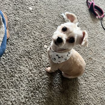 A&M Mobile Dog Grooming - Pet Groomers Near Me A&M Mobile Dog Grooming - Pet Groomers Near Me