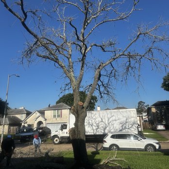 Chavez Trees - Tree Services Near Me - Houston, Texas