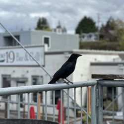 Narrows Brewing Company - Hello crow.