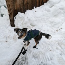 Cinnamon Bear Inn - My dog being welcomed here