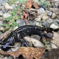 Stagecoach Stop Western Resort/Cowboy Creek Lodge - Salamander, one of dozens of amphibians scooped from pool