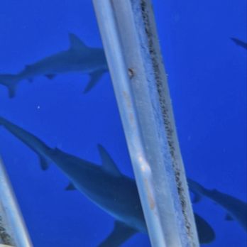 North Shore Shark Adventures - Actual photo in the cage. - Snorkeling Near Me - Haleiwa, Hawaii North Shore Shark Adventures - Actual photo in the cage. - Snorkeling Near Me - Haleiwa, Hawaii
