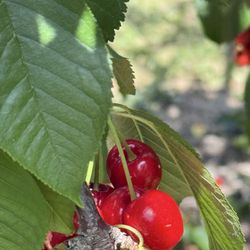 Marsh Creek Cherries
