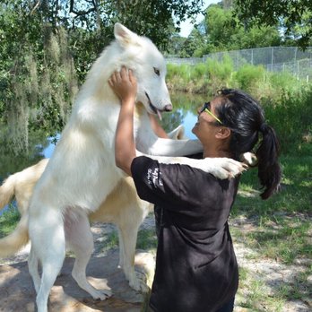 Seacrest Wolf Preserve - Zoos Near Me - Chipley, Florida Seacrest Wolf Preserve - Zoos Near Me - Chipley, Florida