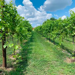 Amber Falls Winery & Cellars - Beautiful winery grounds.