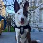 Photo of Pawsitive Results Dog Training