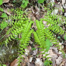 A Northern Maiden Hair Fern A Northern Maiden Hair Fern