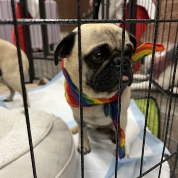 Nuzzles Adoption Center - Pet Adoption Near Me - Park City, Utah