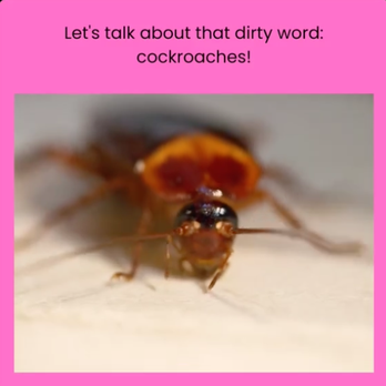 Rainbow Pest Control - Roach removal- Rainbow Pest Control has you covered! - Pest Control Near Me - Phoenix, Arizona
