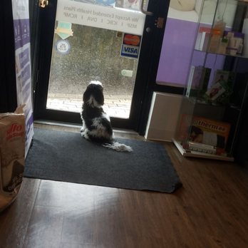 Royal Treatment Therapeutics - Cali the dog - Acupuncture Near Me - Burnaby, British Columbia Royal Treatment Therapeutics - Cali the dog - Acupuncture Near Me - Burnaby, British Columbia