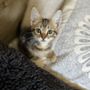 Photo of San Diego Humane Society - Escondido Campus