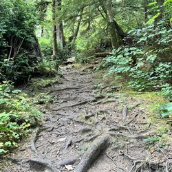 Mike Miller Trail - Mike Miller Trail root art