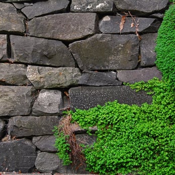 Exteriorscapes - a stone wall with moss growing on it - Landscaping Near Me - Seattle, Washington Exteriorscapes - a stone wall with moss growing on it - Landscaping Near Me - Seattle, Washington