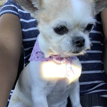 Buddies - Pet Groomers Near Me - Las Vegas, Nevada