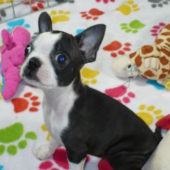The Paw Palace - We have Boston Terriers at www.pawpalaceaz.com - Pet Breeders Near Me - Tucson, Arizona The Paw Palace - We have Boston Terriers at www.pawpalaceaz.com - Pet Breeders Near Me - Tucson, Arizona