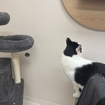 Chewy Vet Care McKinney - Cat tree & my curious bugger - Veterinarians Near Me - McKinney, Texas Chewy Vet Care McKinney - Cat tree & my curious bugger - Veterinarians Near Me - McKinney, Texas