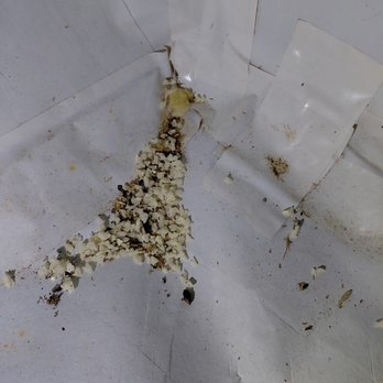 Shield Pest Solutions - Pest Control Near Me