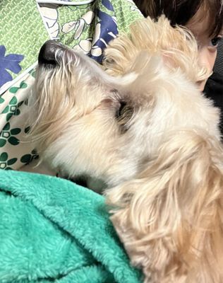 Noni's Pet Boutique & Grooming by null