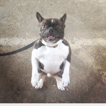 DOG - Eager customer - Food Trucks Near Me