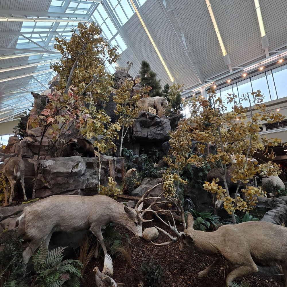 Scheels - Sports Wear Near Me - Sparks, Nevada