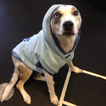 Core Motion Athletics - Gym mascot Reppin' the hoodie! - Trainers Near Me - Walnut Creek, California Core Motion Athletics - Gym mascot Reppin' the hoodie! - Trainers Near Me - Walnut Creek, California