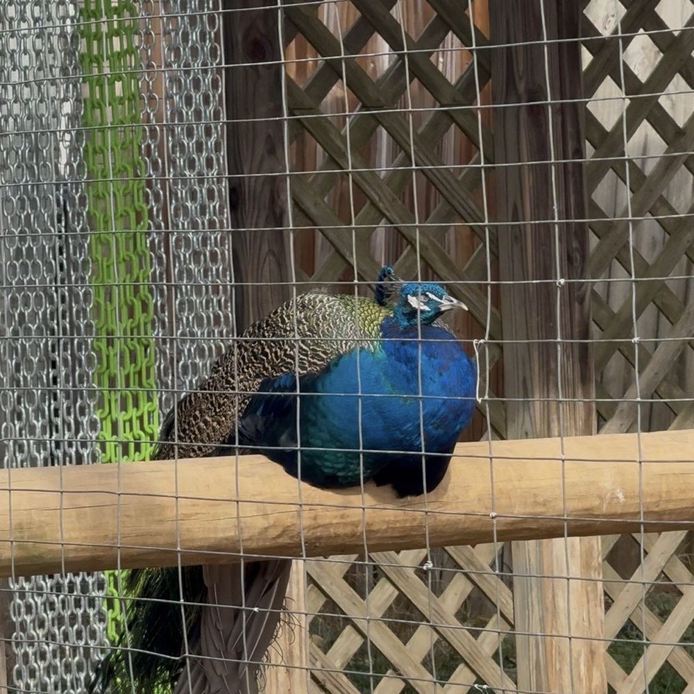 Luray Zoo - Pea fowl - Zoos Near Me - Luray, Virginia