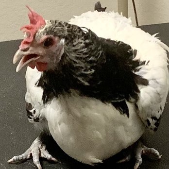 Care Animal Hospital - Lily, a Silver Laced Lakenvelder Chicken, getting weighed. - Veterinarians Near Me - Temecula, California Care Animal Hospital - Lily, a Silver Laced Lakenvelder Chicken, getting weighed. - Veterinarians Near Me - Temecula, California