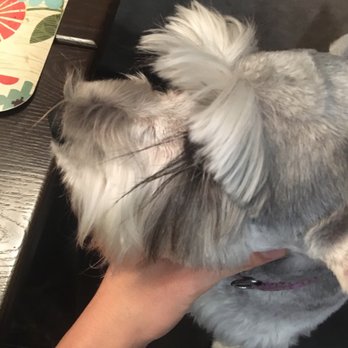 Muddy Mutts Mobile Dog Grooming - Pet Groomers Near Me Muddy Mutts Mobile Dog Grooming - Pet Groomers Near Me