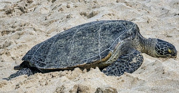 Laniakea Beach by null