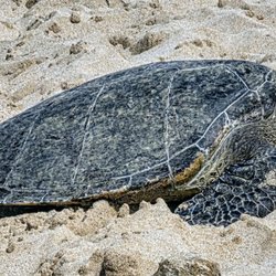 Laniakea Beach - Turtle at Laniakea Beach