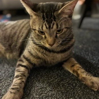 Homeward Bound Cat Adoptions - The cat I got at the company - Animal Shelters Near Me - Las Vegas, Nevada
