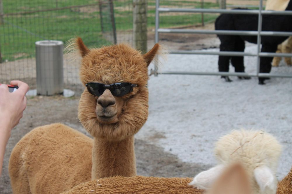 Social spots from Eastland Alpacas