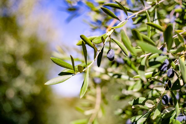 Pasolivo Olive Oil by null