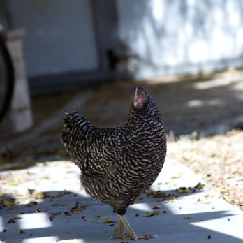 Chickens Galore - Pet Stores Near Me - Norco, California