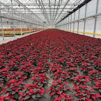 Gertens - Greenhouse tour - Nurseries & Gardening Near Me - Inver Grove Heights, Minnesota