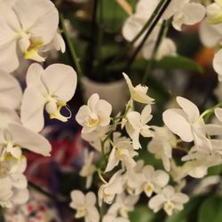 Ralphs - Orchids