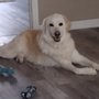 Carolina Pet Resort